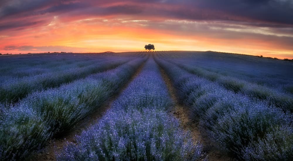 Serene Lavender Sunset by Fernando Molina — canvas wall art