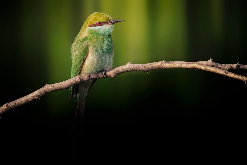 Green Bee-eater Perched by Sina Pezeshki — canvas wall art