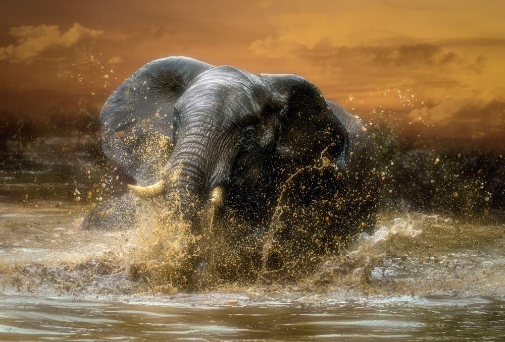 Golden Elephant Splash by Charlaine Gerber — canvas wall art
