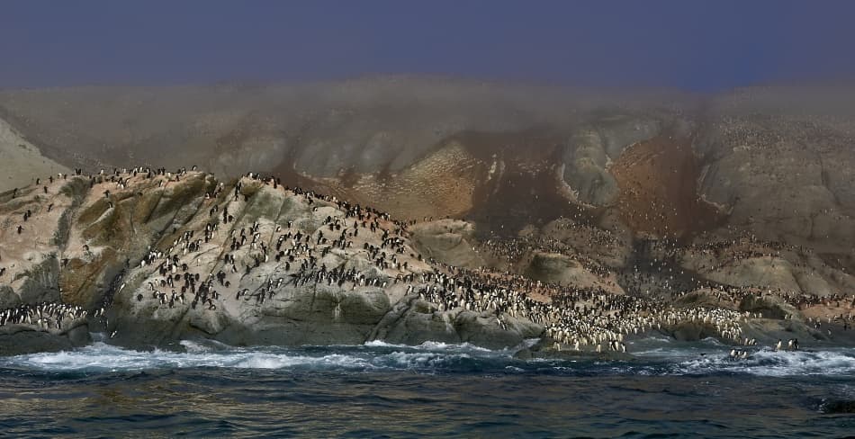 Penguin Coast Colony by Sergey Kokinskiy — canvas wall art
