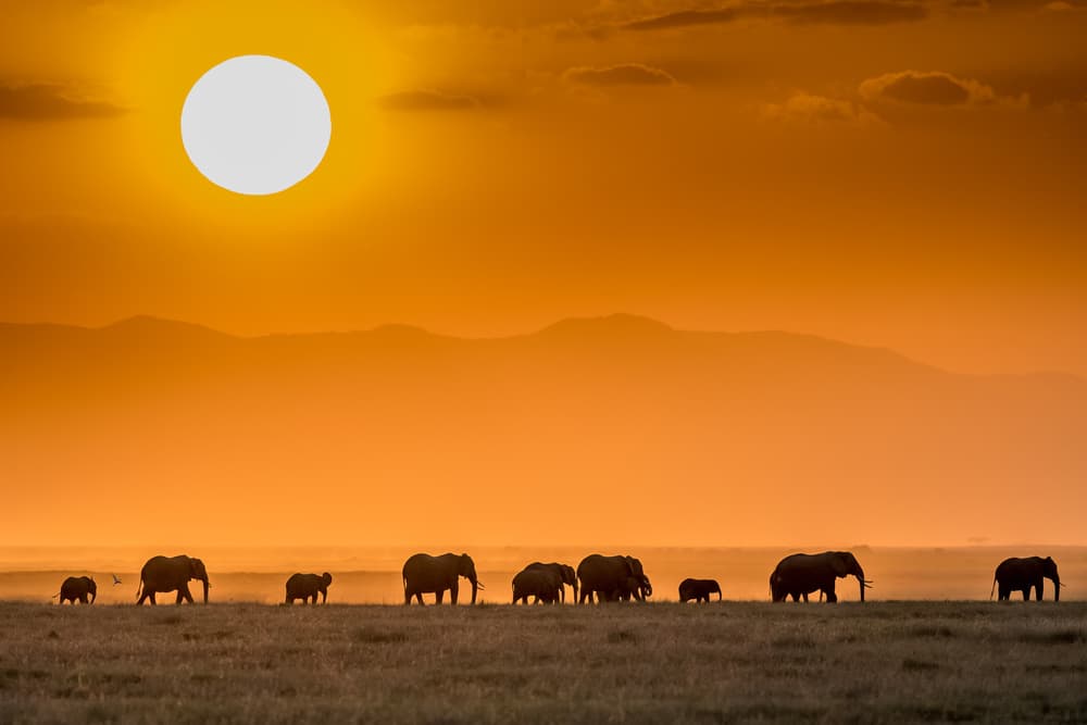 Elephant Family Sunset by Jeffrey C. Sink — canvas wall art