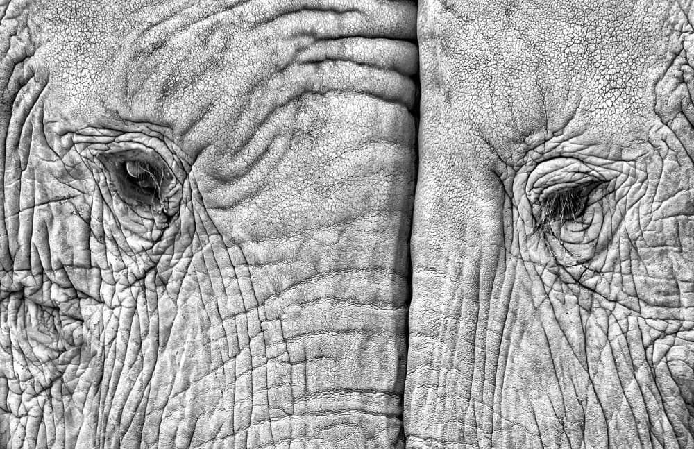 Monochrome Elephant Gaze by Juan Luis Duran — canvas wall art
