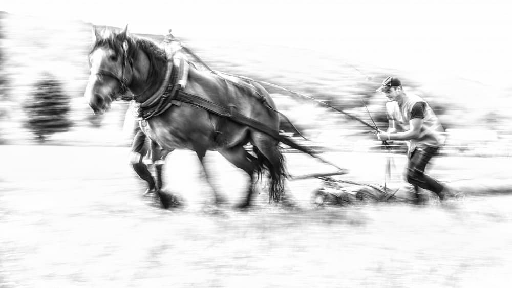 Working Draft Horse by Dusan Ignac — canvas wall art