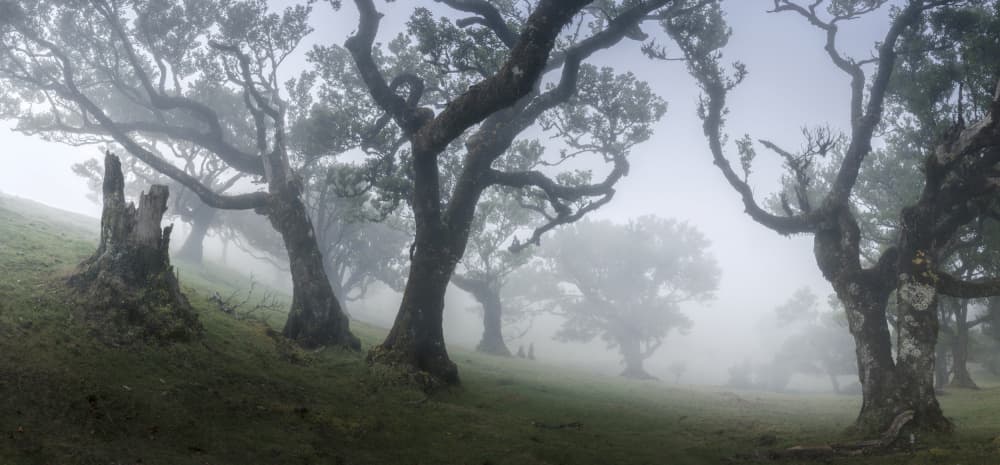 Misty Ancient Forest by Nina Pauli — canvas wall art