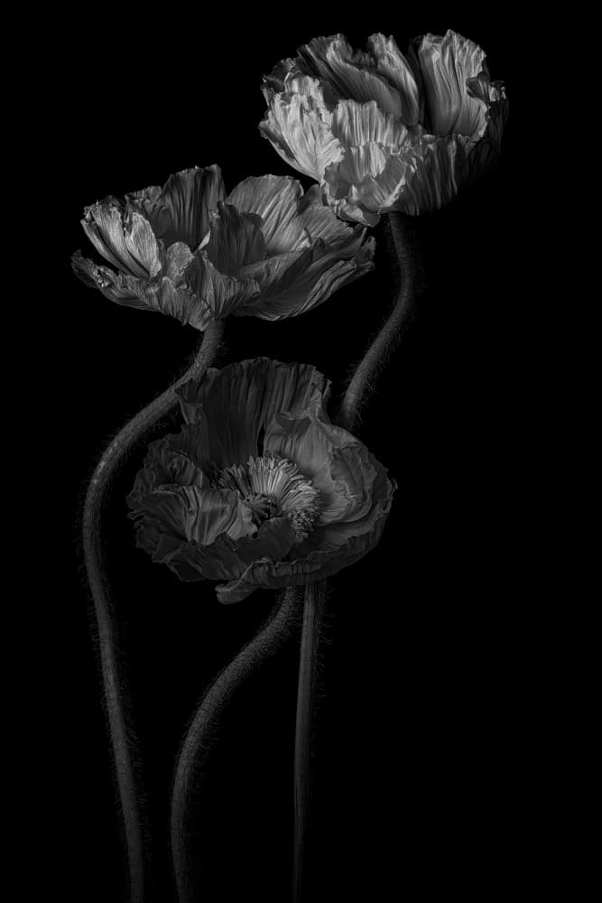 Elegant Black Poppies by Penny Myles — canvas wall art