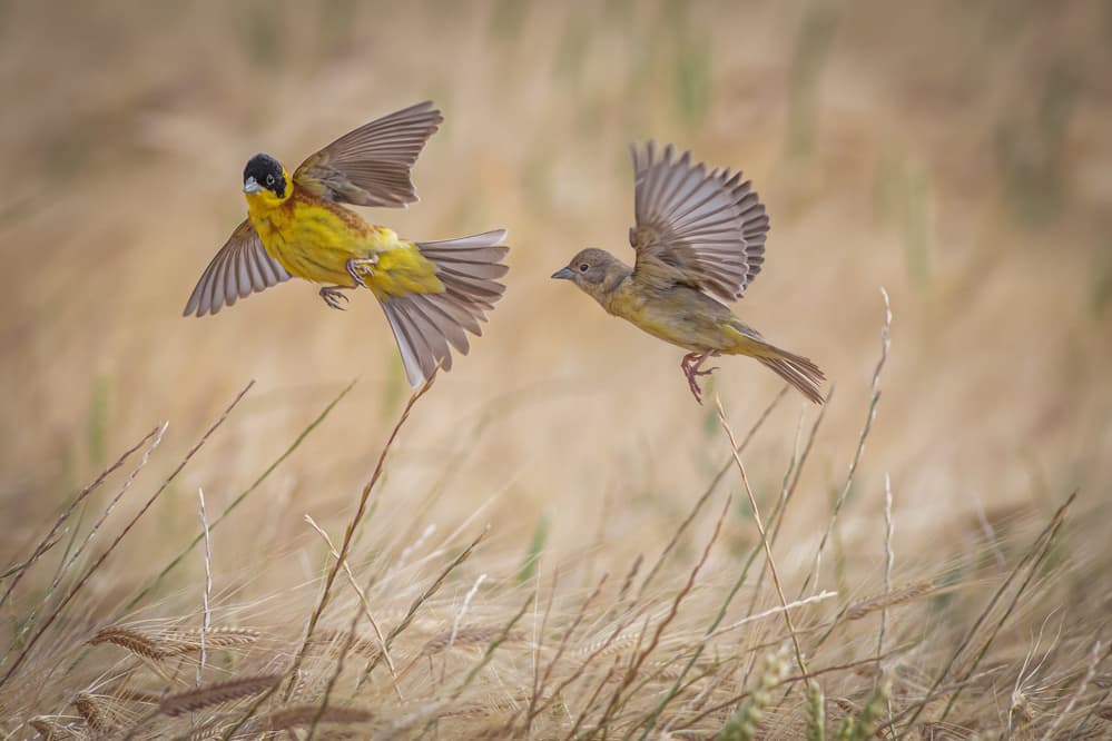 Golden Field Birds by Yordan Vasilev — canvas wall art