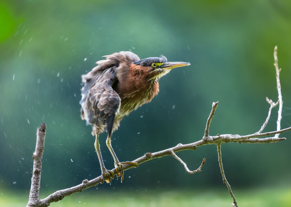 Green Heron Shakes Water by Kevin Wang — canvas wall art
