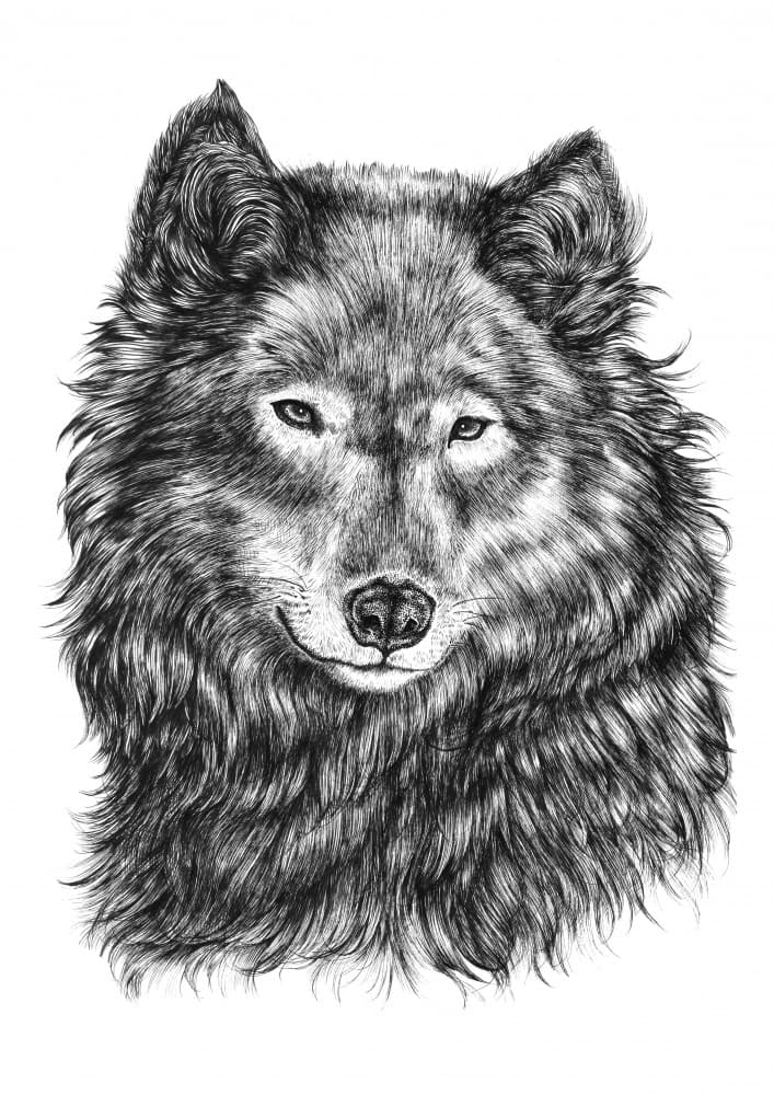 Majestic Wolf Portrait