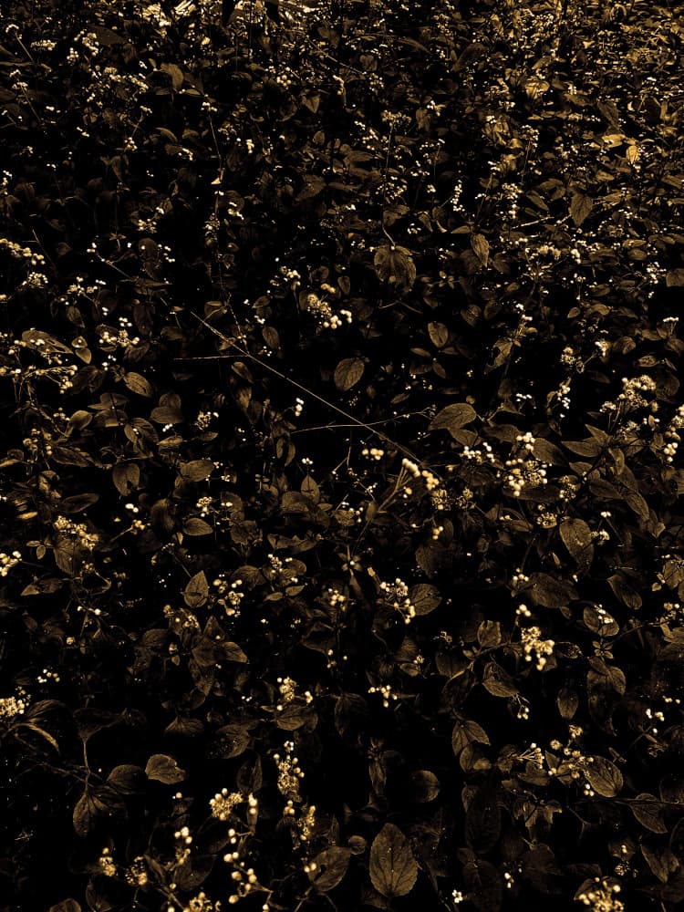 Dark Glowing Foliage by Santhosh ch — canvas wall art
