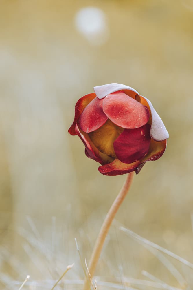 Delicate Red Bloom by Kimberly — canvas wall art