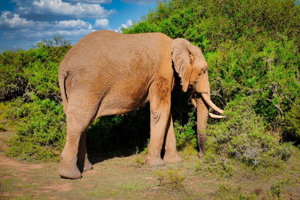 Majestic African Elephant by Dan Edwards — canvas wall art