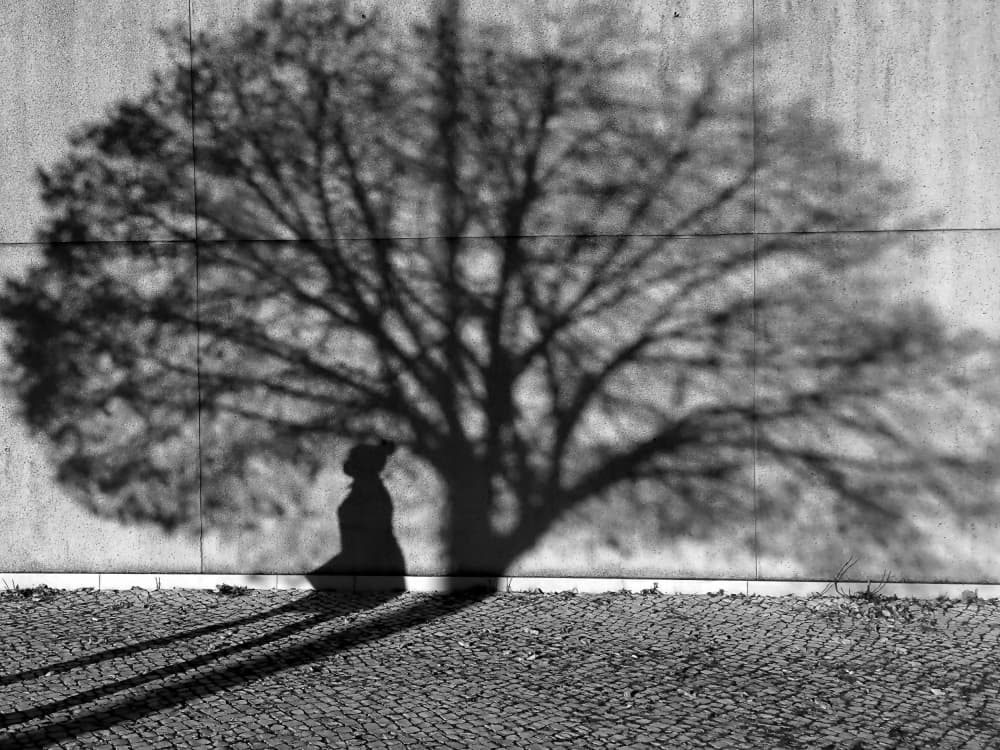 Zen Tree Shadow by Miguel Silva — canvas wall art