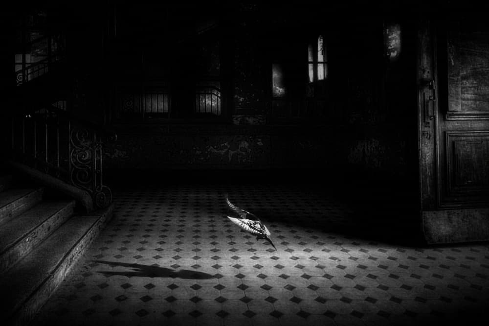 Dark Hallway Feather by Holger Droste — canvas wall art