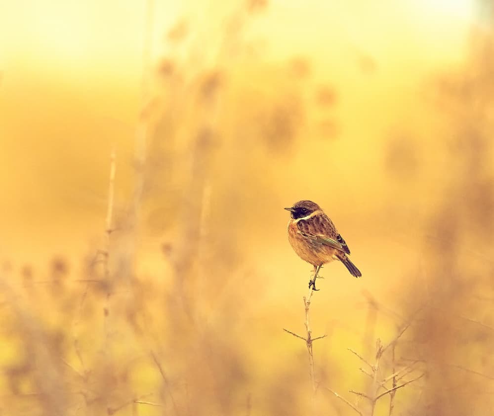 Golden Hour Bird by Stuart Williams — canvas wall art
