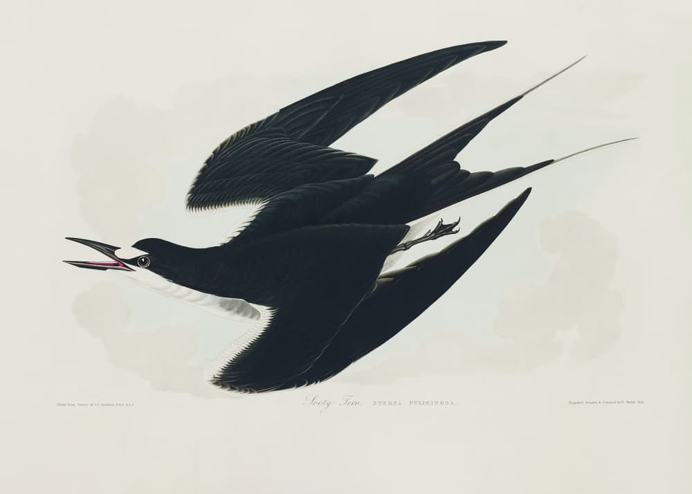 Sooty Tern From Birds of America (1827) by John James Audubon — canvas wall art