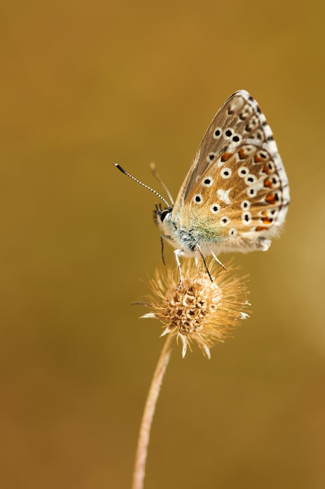 Golden Butterfly Perch by Luc Baekelandt — canvas wall art