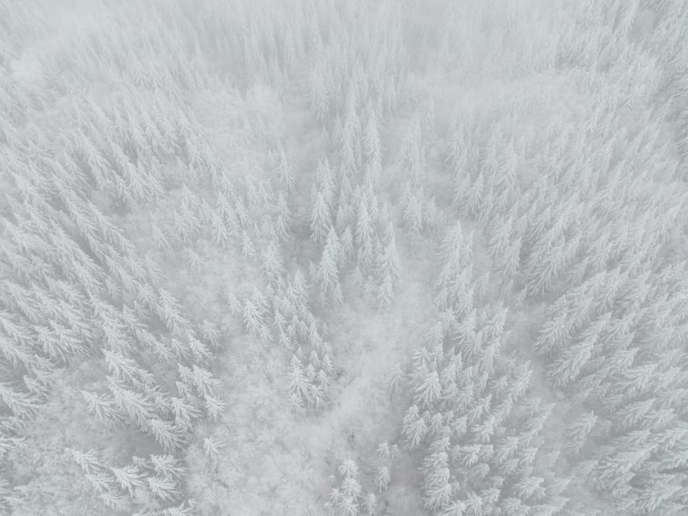 Winter Forest Aerial by Gerald Macua — canvas wall art