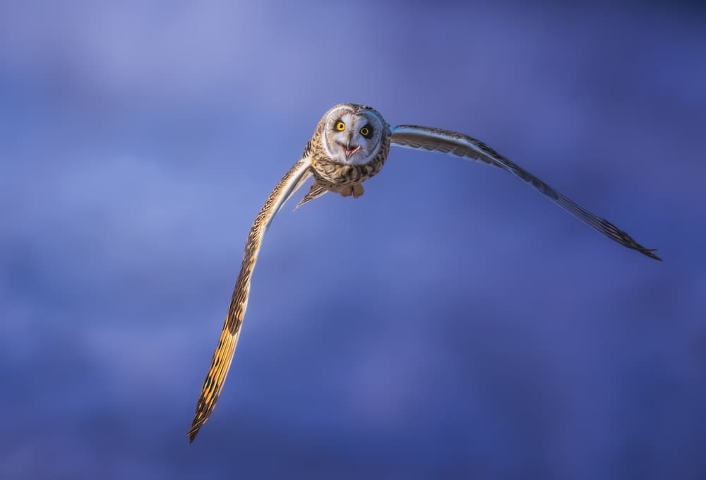 Short-Eared Owl Flying by Tao Huang — canvas wall art