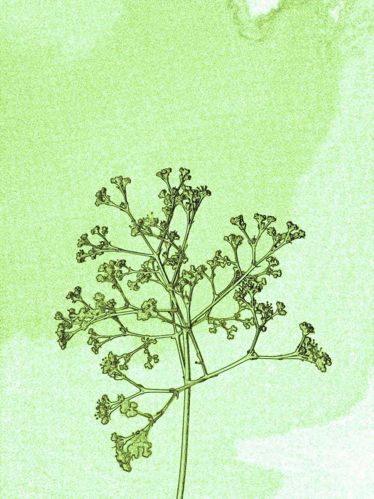 Minimal Green Botanical by Santhosh ch — canvas wall art