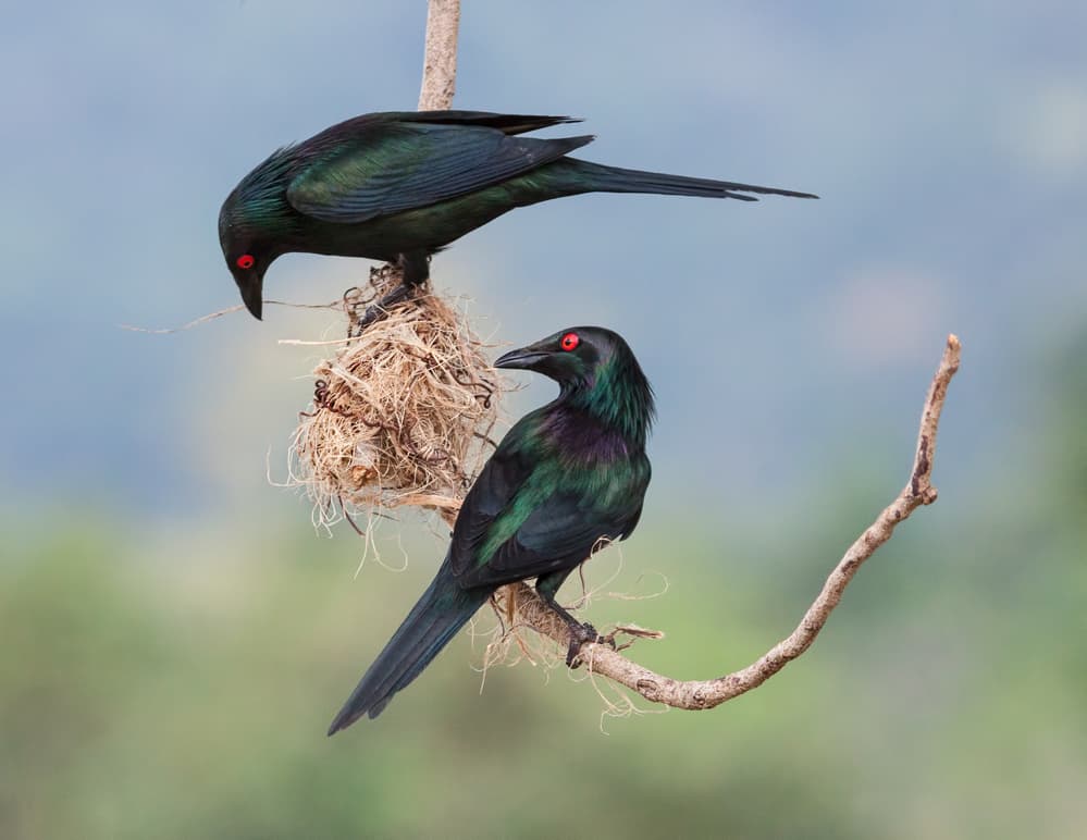 Iridescent Starlings Nesting by Jacqueline Hammer — canvas wall art