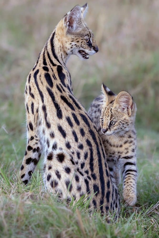 Serval Mother and Cub by Alessandro Catta — canvas wall art