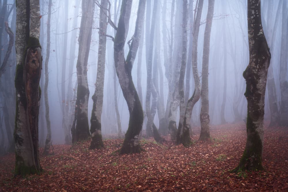 Misty Autumn Woods by Ali Fallahzadeh — canvas wall art
