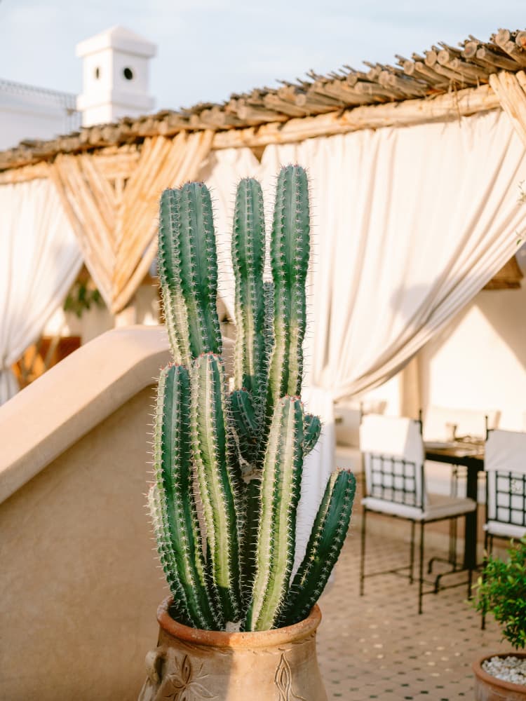 Rooftop Cactus | Morocco Travel Photography by Raisa Zwart — canvas wall art