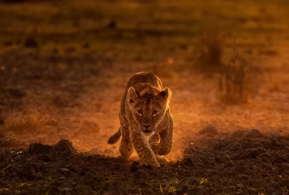 Intense Golden Cub by MIN LI — canvas wall art