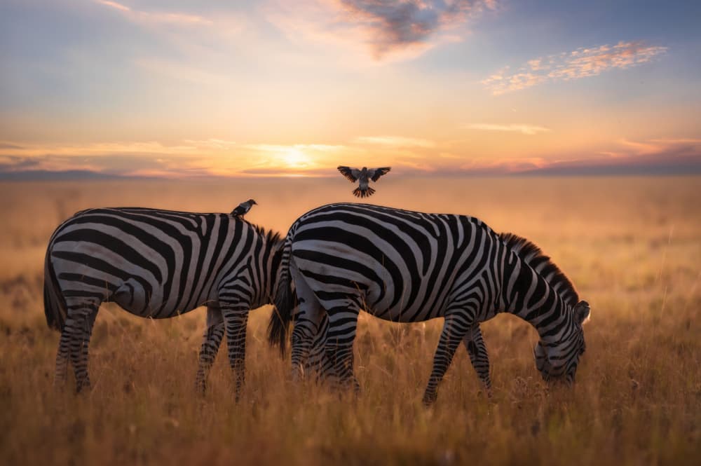 Savanna Sunset Zebras by Anita Singh — canvas wall art