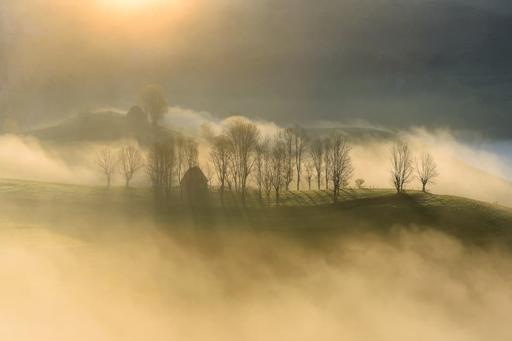 Golden Morning Mist by Ovidiu Satmari — canvas wall art