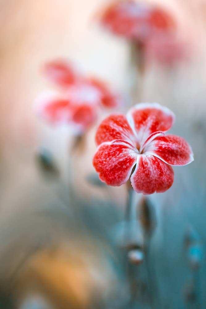 Dianthus by Mandy Disher — canvas wall art