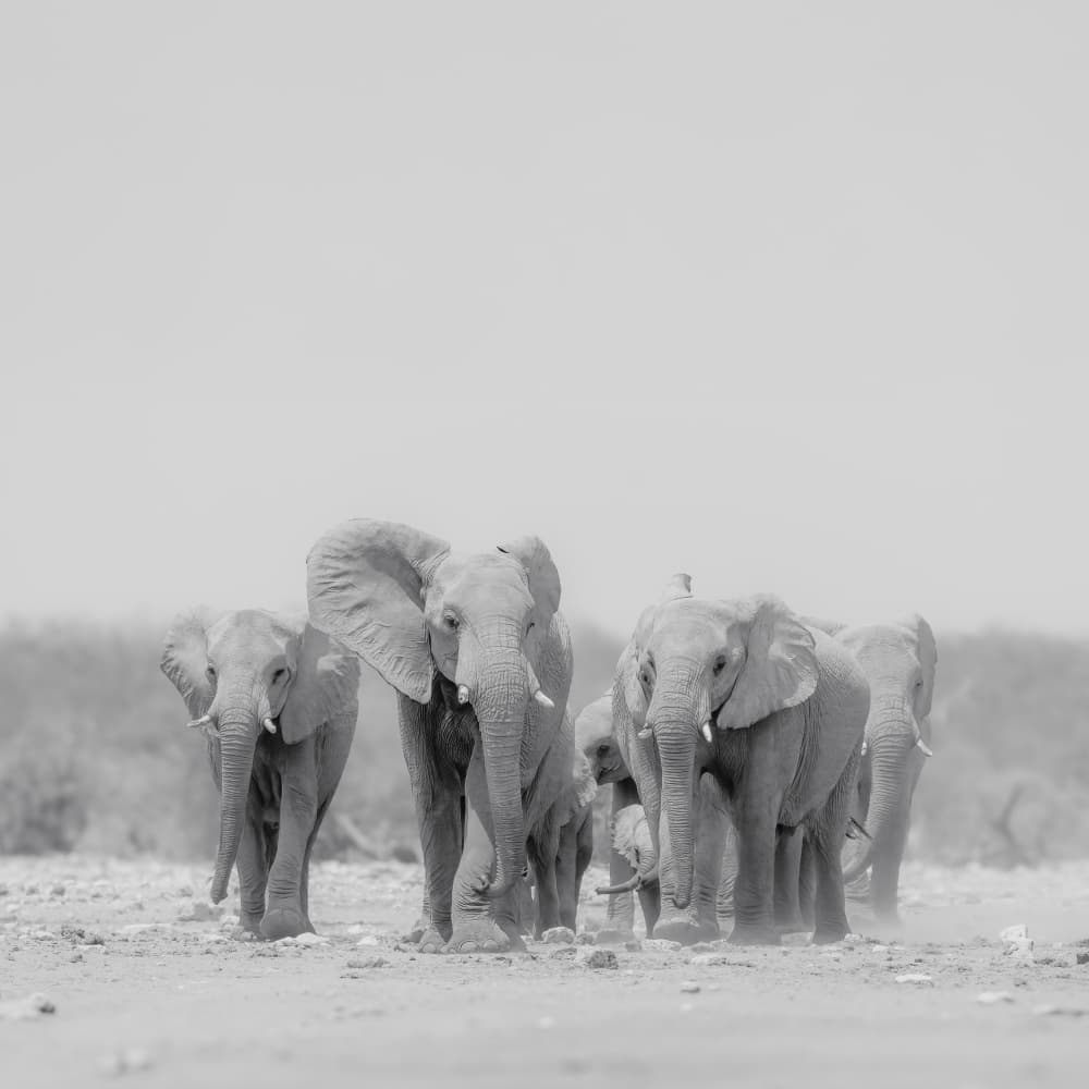 Majestic Elephant Family by Peter Schoeman — canvas wall art