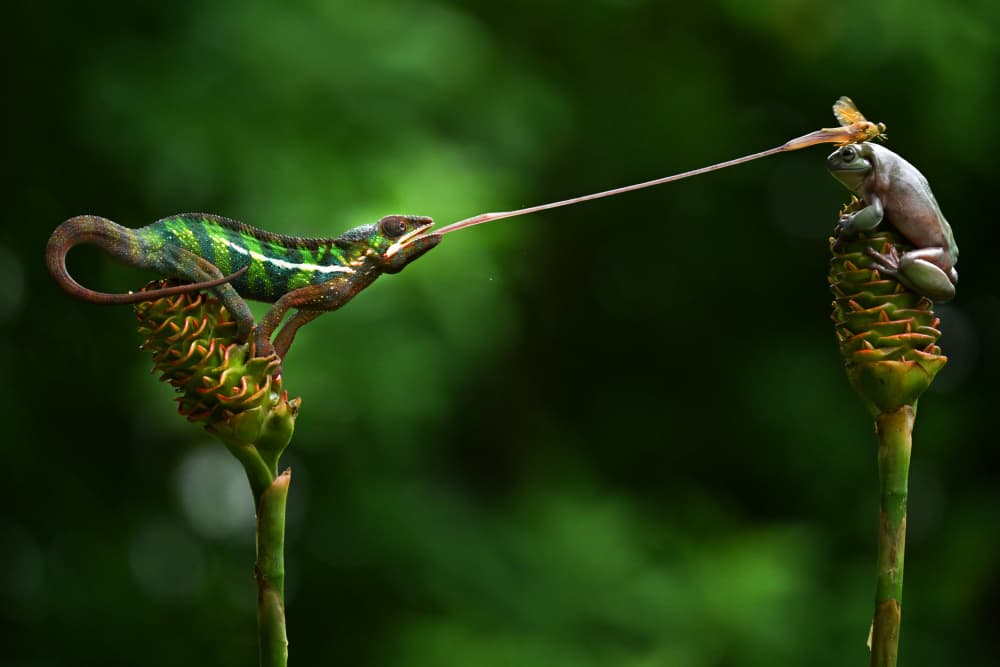 Chameleon Strikes Frog by Ajar Setiadi — canvas wall art