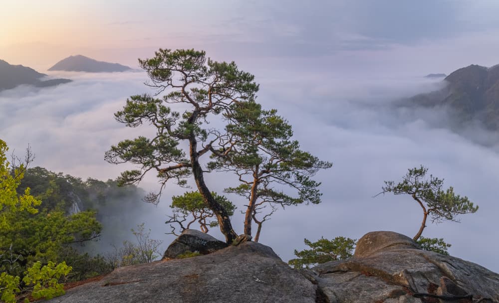 Misty Mountain Pines by Jaeyoun Ryu — canvas wall art