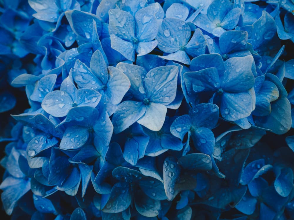 Dewy Blue Hydrangeas by K_Tsunoda — canvas wall art