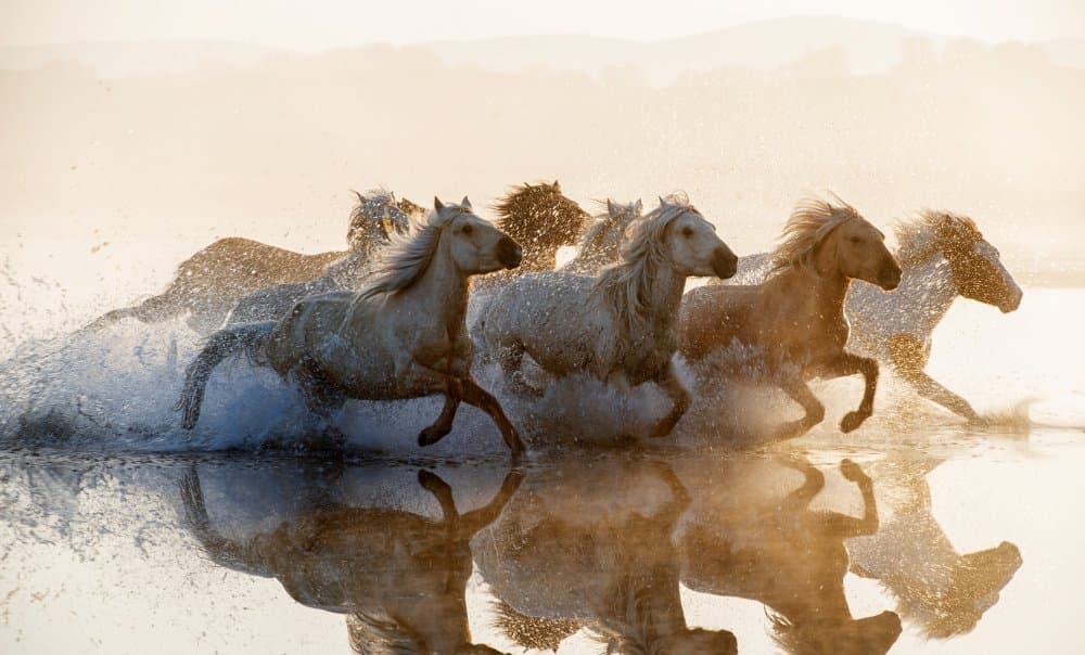 Wild Horses Running