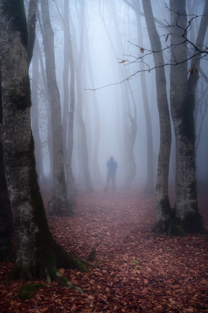 Mazichal forest by Ali Fallahzadeh — canvas wall art