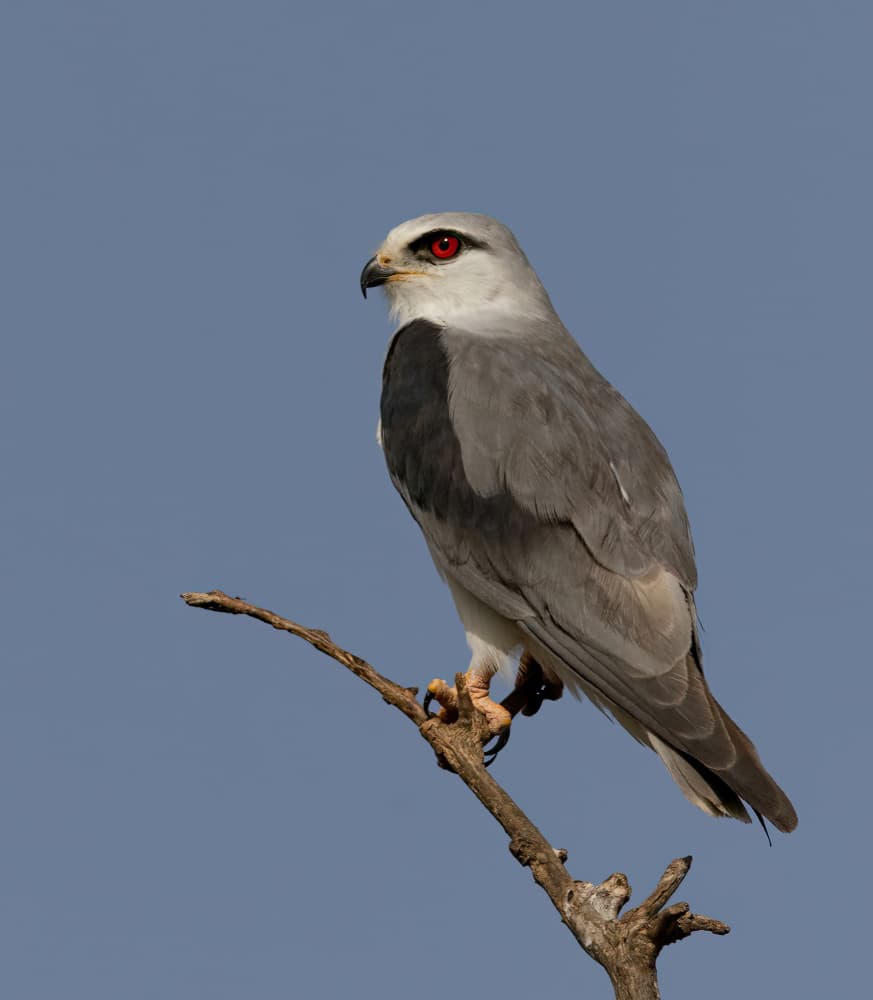 Watchful Red-Eyed Kite by Guy Wilson — canvas wall art