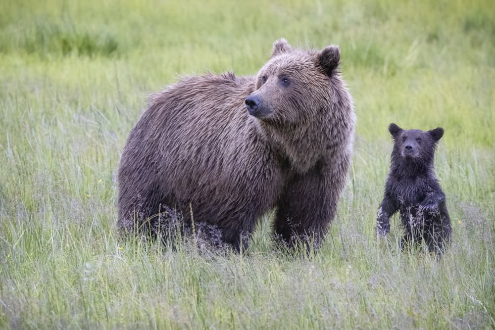 Mama Bear and Cub by Renee Doyle — canvas wall art