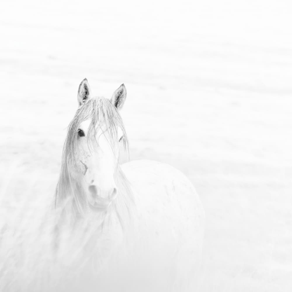 Ethereal White Horse by Martineb — canvas wall art