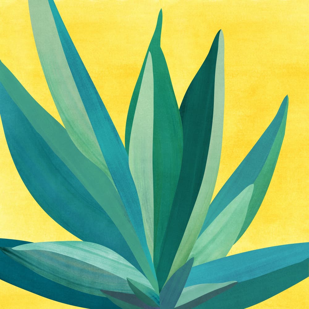 Colorful Agave 5 by Kristian Gallagher — canvas wall art
