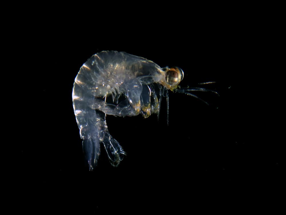 Ghostly Ocean Shrimp by Ilan Ben Tov — canvas wall art