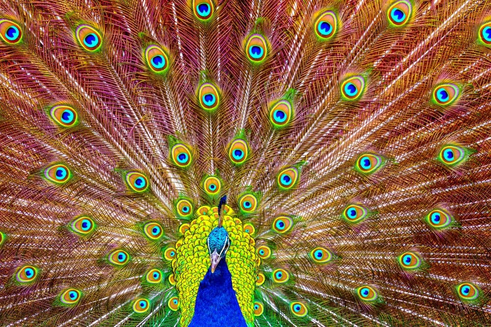 Iridescent Peacock Feathers by Michael — canvas wall art