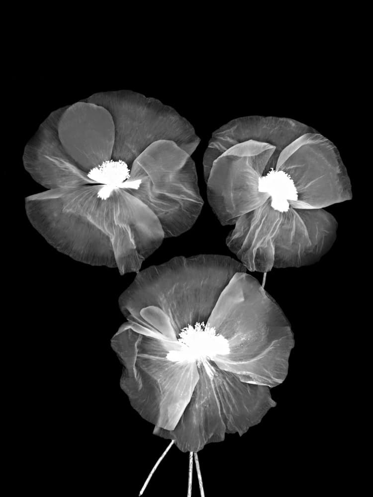 Ethereal X-ray Poppies by Bilge Paksoylu — canvas wall art