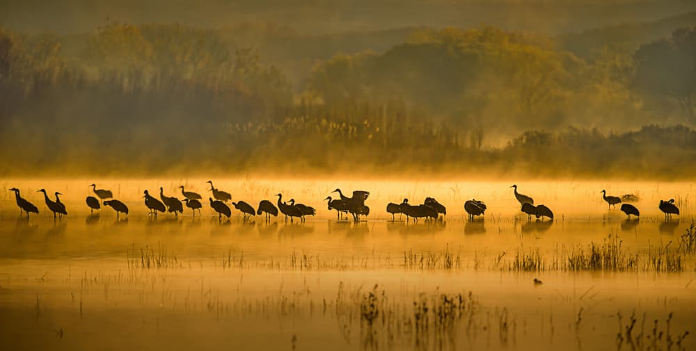Golden Wetland Birds by Fion Wong — canvas wall art