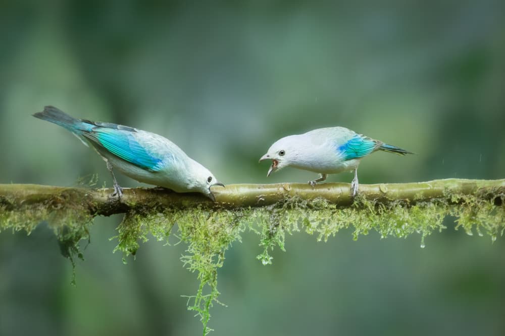 Tropical Bird Chatter by Siyu_Wei APA — canvas wall art