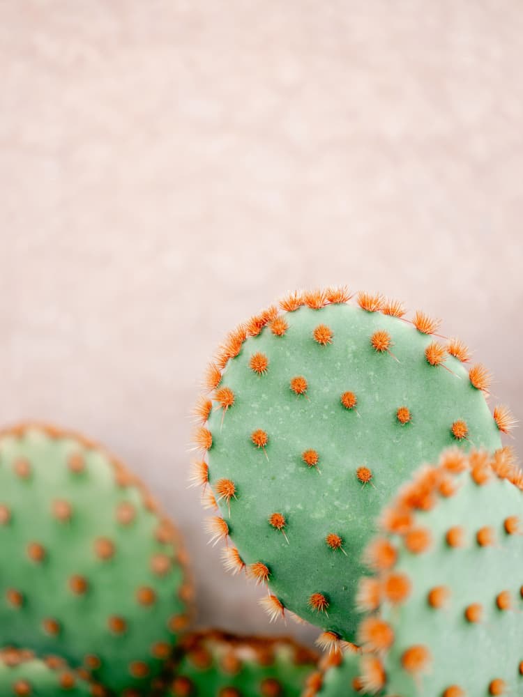 Cacti Pastel Tones by Raisa Zwart — canvas wall art