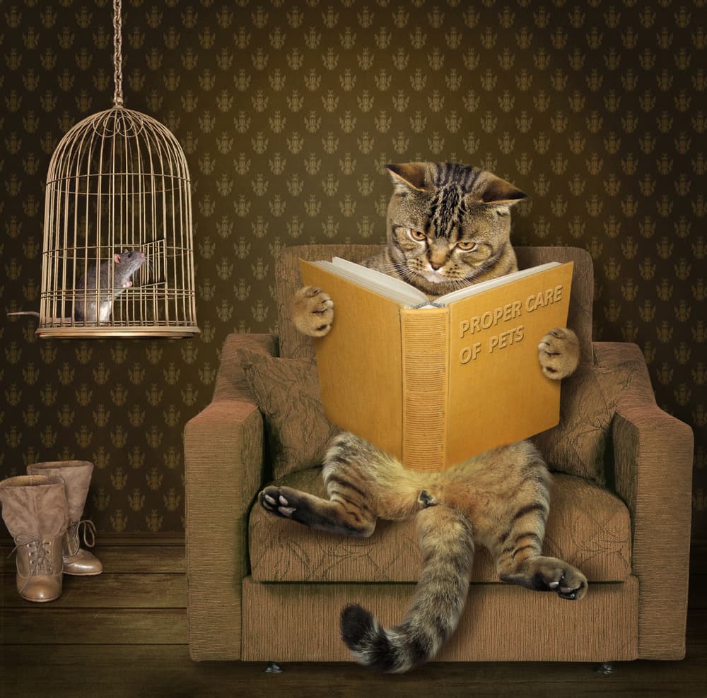 Whimsical Reading Cat by Iryna Kuznetsova (Iridi) — canvas wall art