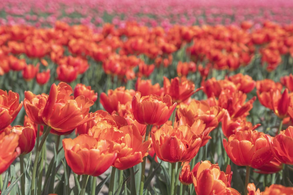 Vibrant Tulip Field by Christa Stroo — canvas wall art