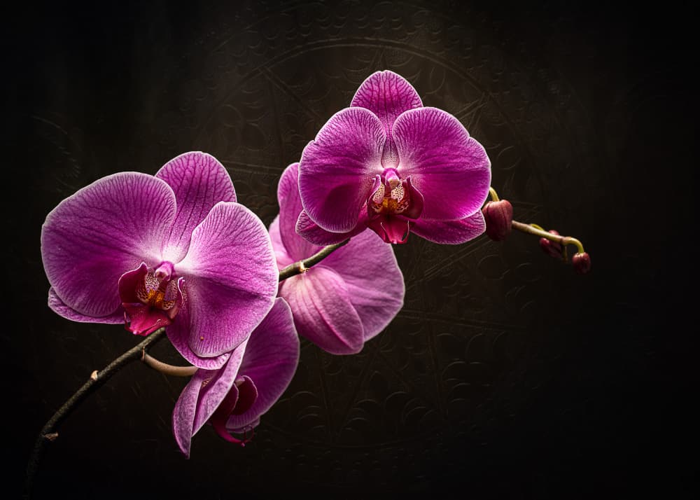 Purple Orchid Splendor by Vadim Kulinsky — canvas wall art
